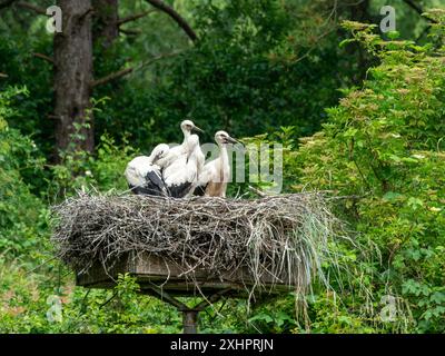 Nest voller Störche auf einem Stab Stockfoto