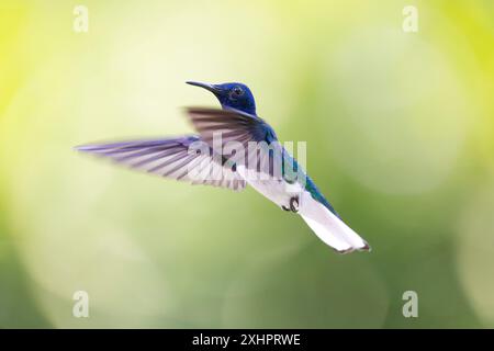 Costa Rica, Provinz Alajuela, Jakobiner Kolibri (Florisuga mellivora) Stockfoto