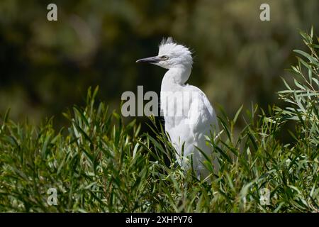 Junger westlicher Rinderreiher (Bubulcus ibis) inmitten grüner Äste auf einem Baum Stockfoto