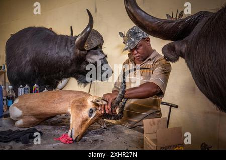 Namibia, Otjozondjupa Region, Otjiwarongo, Kings Taxidermy, Präparierwerkstatt für Jagdtrophäen Stockfoto