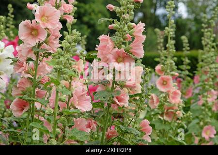 Blasskorallrosa Alcea rosea oder Hollyhock in Blume. Stockfoto