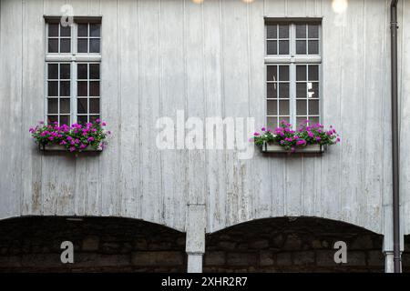 Zwei Fenster mit lila Blumen. Die Fenster befinden sich in einem Gebäude mit einer weißen Wand. Die Blumen sind in Töpfen und in den Fensterbänken Stockfoto