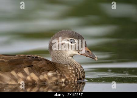 Nahaufnahme einer wilden weiblichen Mandarinenente (Aix galericulata), die im Wasser schwimmt. Stockfoto