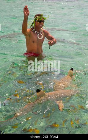 Französisch-Polynesien, Insel Bora Bora, Rosto, polynesischer Reiseleiter, der eine Pflanzenkrone trägt und in der Lagune baden und kleine Fische an Schwarzspitzenhaie und füttert Stockfoto