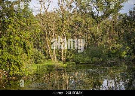 Frankreich, Bas Rhin, Strabourg, Naturschutzgebiet Rohrschollen, Stockfoto