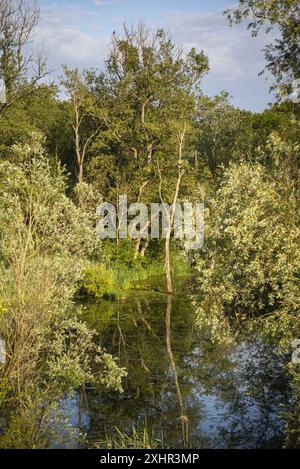 Frankreich, Bas Rhin, Strabourg, Naturschutzgebiet Rohrschollen. Stockfoto