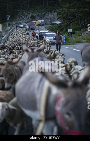 Frankreich, Alpes de Haute Provence, Verdon Hochtal, Angles, Routo, ein Wanderweg zu Fuß, mit Patricia und Adriens Herden. Transhumance, die se Stockfoto