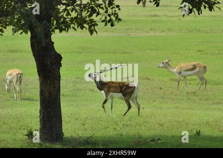 Indien, Uttar Pradesh, Umgebung von Agra, Sikandra, Akbars Grab, die Gärten, Blackbuck Antilope Stockfoto