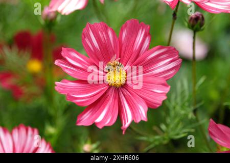 Eine einsame Honigbiene saß auf Karmesin und Rosa mit weißen Streifen, Cosmos bipinnatus „Velouette“ in Blüte. Stockfoto