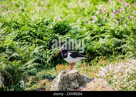 Gewöhnlicher Rattenfänger / Eurasischer Austernfänger aus nächster Nähe stand auf einem Felsen. Stockfoto