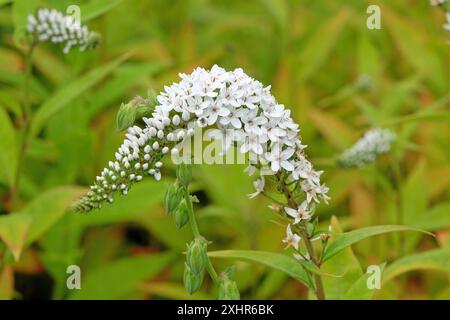 Weiße Lysimachia clethroides, Schwanenhalslose, in Blüte. Stockfoto