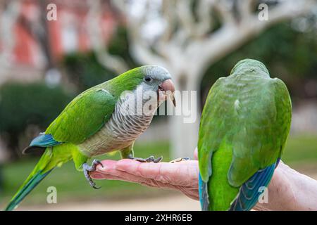 Zwei grüne Papageien / Sittiche, die von einer weiblichen Menschenhand von Hand gefüttert werden, Nahaufnahme / Nahaufnahme, Stockfoto