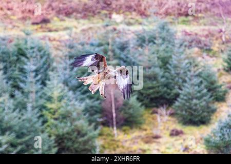 Red Kite schwebt und jagt von Beute extremer Nahaufnahme / Nahaufnahme Stockfoto