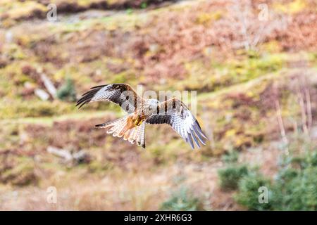 Roter Drachen jagt gegen die Landschaft, Flügel ausgestreckt, Nahaufnahme Stockfoto