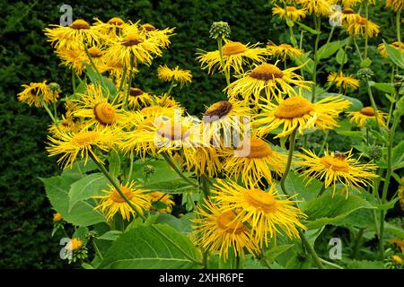 Hellgelbe Telekia speciosa, auch bekannt als das herzblättrige Ochsenauge oder gelbe Ochsenauge in der Blüte. Stockfoto