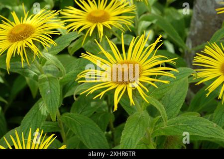 Hellgelbe Inula Hooker, Hooker inula oder Hooker's fleabane, in Blüte. Stockfoto