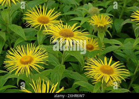 Hellgelbe Inula Hooker, Hooker inula oder Hooker's fleabane, in Blüte. Stockfoto