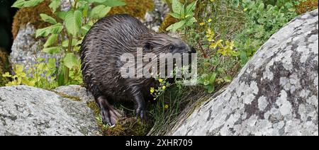 Beaver, Castor Fiber zu Fuß an Land Stockfoto
