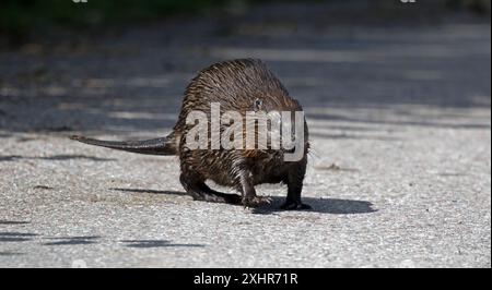 Biber überqueren Straße Stockfoto