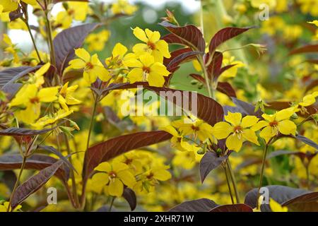 Gelber Lysimachia ciliata „Firecracker“ oder gesäumter Loosestrife in Blüte. Stockfoto