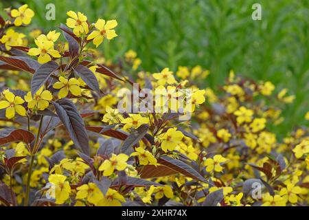 Gelber Lysimachia ciliata „Firecracker“ oder gesäumter Loosestrife in Blüte. Stockfoto