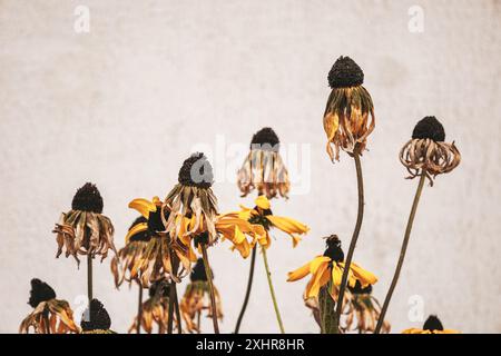 Viele trockene und verwelkte Blumen auf grauem, schmutzigem Hintergrund. Herbstlich braune getrocknete Pflanzen. Symbol für Einsamkeit, Verderben und Alter. Minimalismus. Ästhetisch Stockfoto