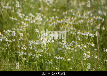 Ein Feld voller blühender Kamillenblüten auf einer grünen Wiese unter hellem Sonnenlicht, Münsterland, Nordrhein-Westfalen Stockfoto