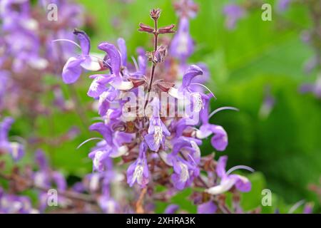 Violett-weiß Salvia forskaohlei „Indigo Woodland Salbei“ in Blüte. Stockfoto