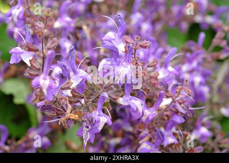 Violett-weiß Salvia forskaohlei „Indigo Woodland Salbei“ in Blüte. Stockfoto