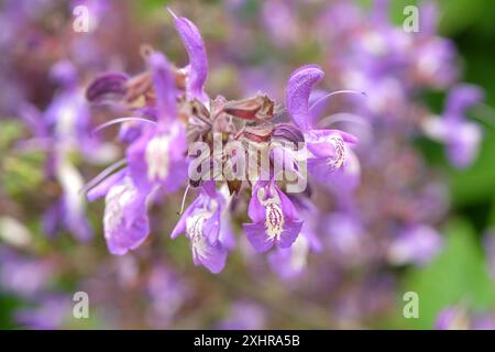 Violett-weiß Salvia forskaohlei „Indigo Woodland Salbei“ in Blüte. Stockfoto