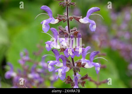 Violett-weiß Salvia forskaohlei „Indigo Woodland Salbei“ in Blüte. Stockfoto