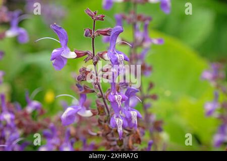 Violett-weiß Salvia forskaohlei „Indigo Woodland Salbei“ in Blüte. Stockfoto