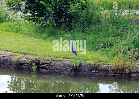 Heron - Graureiher - (Ardea cinerea) am Kennett & Avon Kanal bei Devizes. Vom Juli 2024. Sommer. Stockfoto