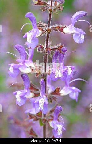 Violett-weiß Salvia forskaohlei „Indigo Woodland Salbei“ in Blüte. Stockfoto