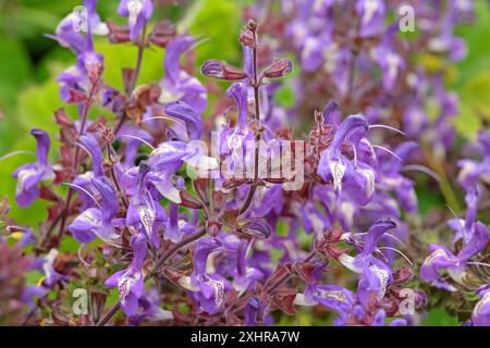 Violett-weiß Salvia forskaohlei „Indigo Woodland Salbei“ in Blüte. Stockfoto