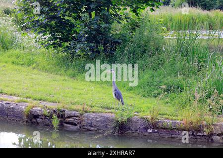 Heron - Graureiher - (Ardea cinerea) am Kennett & Avon Kanal bei Devizes. Vom Juli 2024. Sommer. Stockfoto