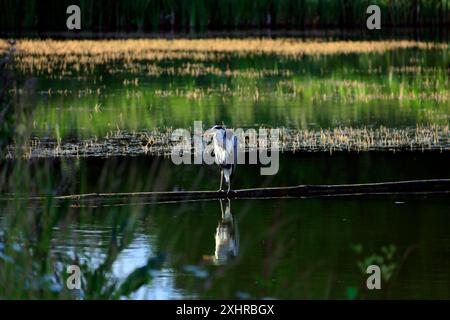 Heron - Graureiher - (Ardea cinerea) am Kennett & Avon Kanal bei Devizes. Vom Juli 2024. Sommer. Stockfoto