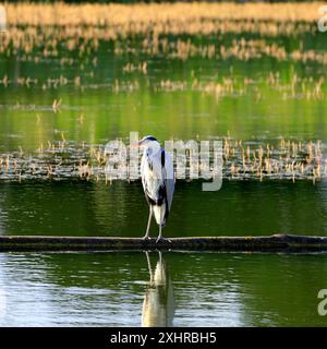 Heron - Graureiher - (Ardea cinerea) am Kennett & Avon Kanal bei Devizes. Vom Juli 2024. Sommer. Stockfoto