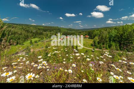 Blühende Sommerwiese am Staudamm des Krusner Gebirges in Prisecnice CZ 06 26 2024 Stockfoto