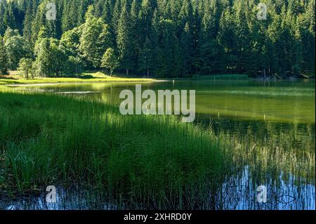 Spitzingsee, Bergsee mit Teich Schachtelhalm, Wasserschachtelhalm (Equisetum fluviatile), Gemeinde Schliersee, Mangfallgebirge, Bayerisch Stockfoto