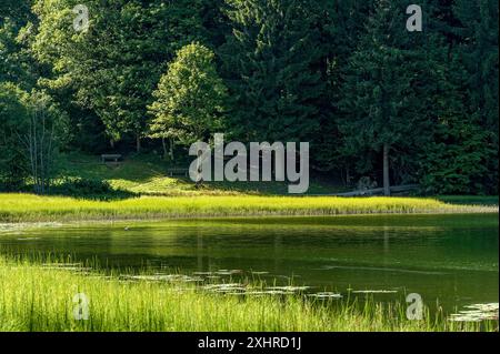 Spitzingsee mit Seeweg, Wanderweg rund um den Bergsee mit Teich Schachtelhalm, Wasserschachtelhalm (Equisetum fluviatile), Gemeinde Stockfoto