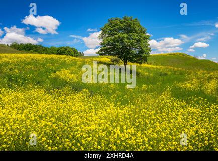Landschaft mit einem einsamen Baum auf einer gelb blühenden Wiese Stockfoto