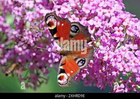 Ein Schmetterling mit roten, schwarzen und weißen Flügeln, der auf einer Gruppe rosafarbener Blumen sitzt, Pfauenfalter, Braunschweig, Niedersachsen, Deutschland Stockfoto