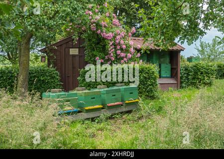 Eine ländliche Szene mit grünen Bienenstöcken vor einer Holzhütte, umgeben von blühenden Blumen und Bäumen, Münsterland, Nordrhein-Westfalen, Deutschland Stockfoto
