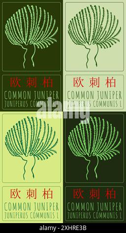 Satz von Vektorzeichnung GEMEINSAMER WACHOLDER auf Chinesisch in verschiedenen Farben. Handgezeichnete Abbildung. Der lateinische Name ist JUNIPERUS COMMUNIS L. Stock Vektor