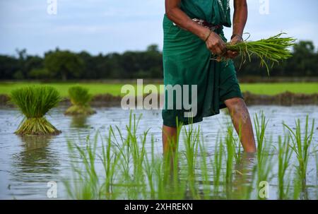 Bauernfrauen, die am 10. Juli 2021 Reissetzlinge auf einem Reisfeld im Dorf Baghmara im Bezirk Baksa in Assam, Indien, pflanzten. Sommer-Erntegutvergütung verzögert Stockfoto