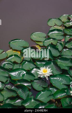 Eine wunderschöne Lotusblume umgeben von Lilienpads in einem chinesischen Garten Stockfoto