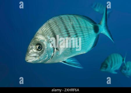 Nahaufnahme der Weißbrasse (Diplodus sargus), Ostatlantik, Fuerteventura, Kanarischen Inseln, Spanien Stockfoto