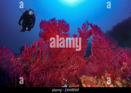 Taucher mit Blick auf beleuchtete Fächerkorallen der roten Gorgonien (Paramuricea clavata) Fächerkorallen Horn Korallen mediterrane Fächerkorallen auf felsigem Riff Stockfoto