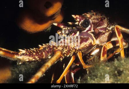 Nahaufnahme des Kopfes junger Europäischer Stachelkrebse (Palinurus elephas), Mittelmeer Stockfoto